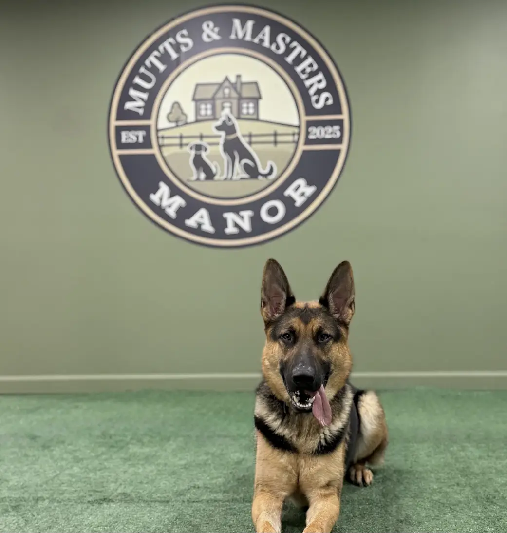 Mutts & Masters Manor Dog Training and Boarding Services