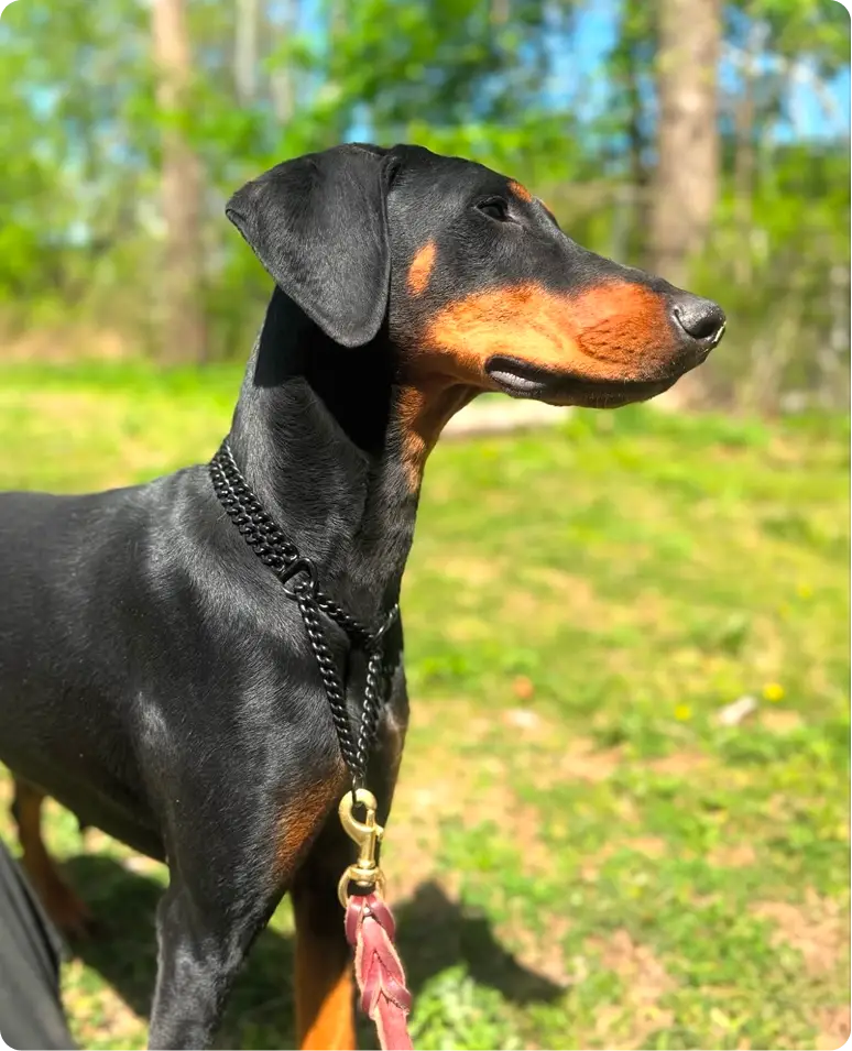 Mutts & Masters Manor-slider1