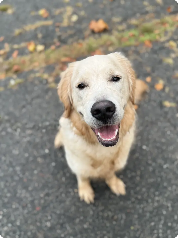 Mutts & Masters Manor slider2-4