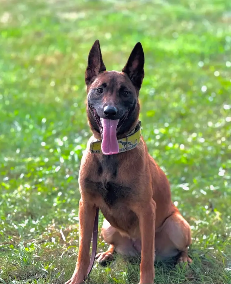 Mutts & Masters Manor-slider2