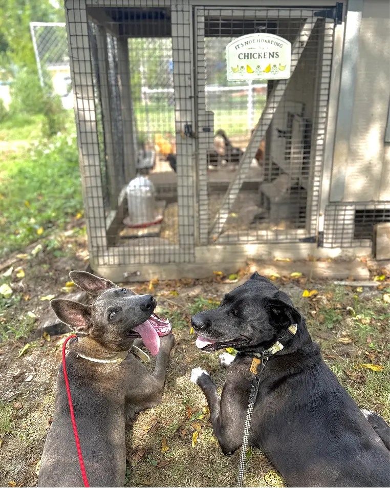 Mutts & Masters Manor-slider4