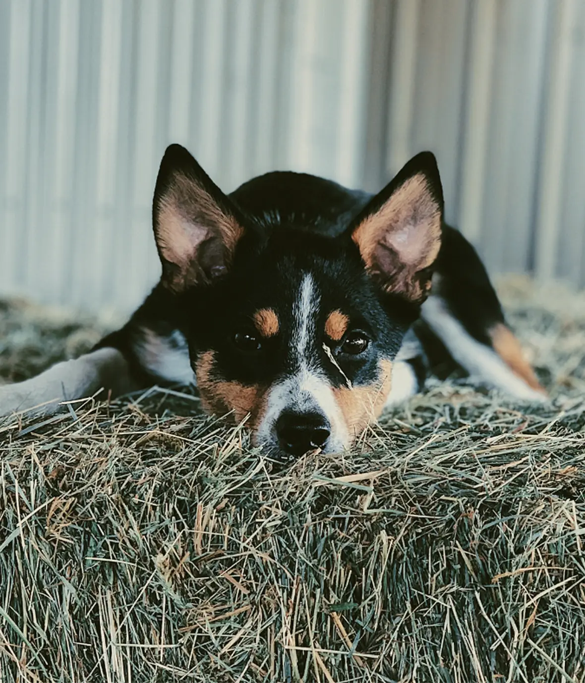 Our History-Mutts & Masters Manor